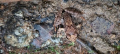 Limnonectes malesianus