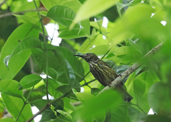 Kurochkinegramma hypogrammicum