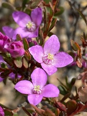 Boronia crenulata