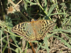 Argynnis pandora