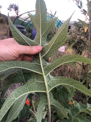 Montanoa bipinnatifida
