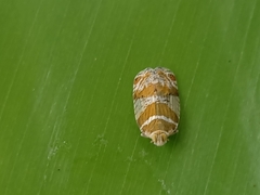 Lophopinae