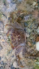 Irmengardia johnsoni