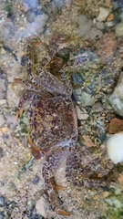 Irmengardia johnsoni