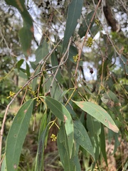 Eucalyptus radiata