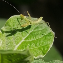 Mantidae