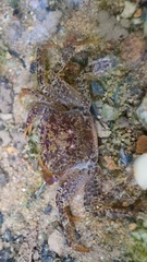 Irmengardia johnsoni