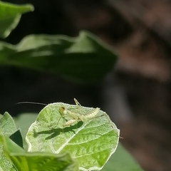 Mantidae