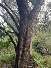 Eucalyptus radiata