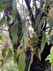 Muellerina eucalyptoides