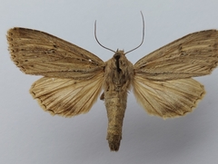 Lepidoptera