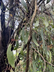Muellerina eucalyptoides