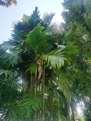 Areca triandra