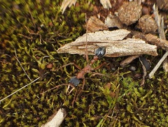 Myrmecia nigriceps