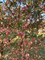 Dodonaea viscosa cuneata