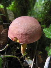 Xerocomellus armeniacus