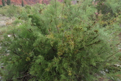 Tamarix chinensis