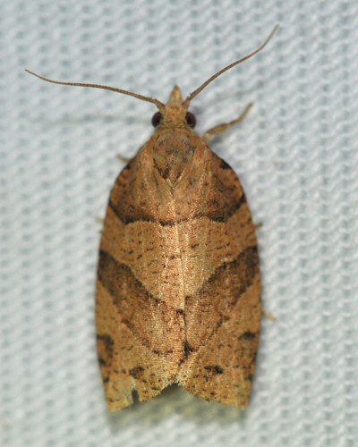 Woodgrain Leafroller Moth photo 5