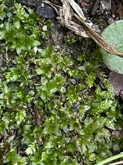 Hyophila involuta