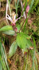 Tricyrtis