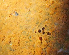 Eurymetra natalensis