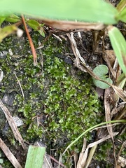 Hyophila involuta