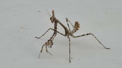 Empusa pennata