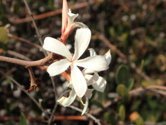 Ancylobothrys capensis