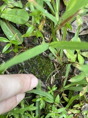 Hyophila involuta