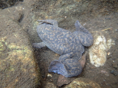 Xenopus laevis