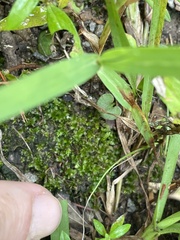 Hyophila involuta