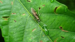 Myrma