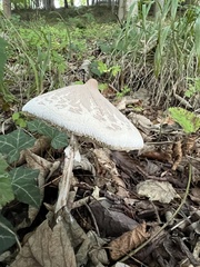 Macrolepiota mastoidea