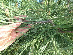 Pinus pinaster