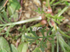 Neocochylis hybridella