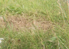 Calcarius lapponicus