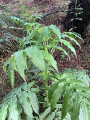 Sambucus gaudichaudiana