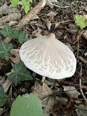 Macrolepiota mastoidea