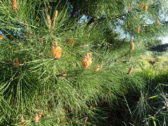 Pinus pinaster