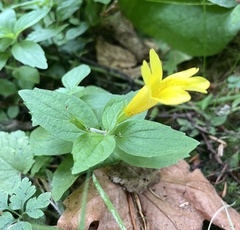 Erythranthe dentata
