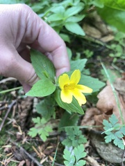 Erythranthe dentata