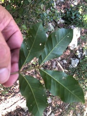 Sapindaceae