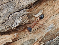 Myrmecia nigriceps