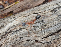 Myrmecia nigriceps