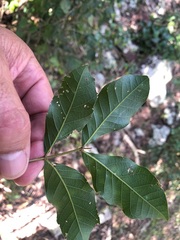 Sapindaceae