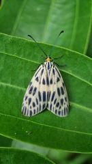 Prosopandrophila distincta