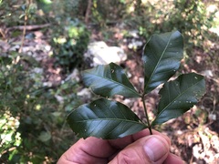 Sapindaceae