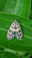 Prosopandrophila distincta