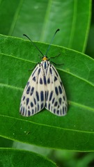 Prosopandrophila distincta