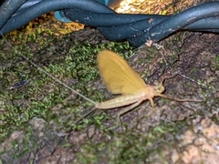 Stenacron interpunctatum